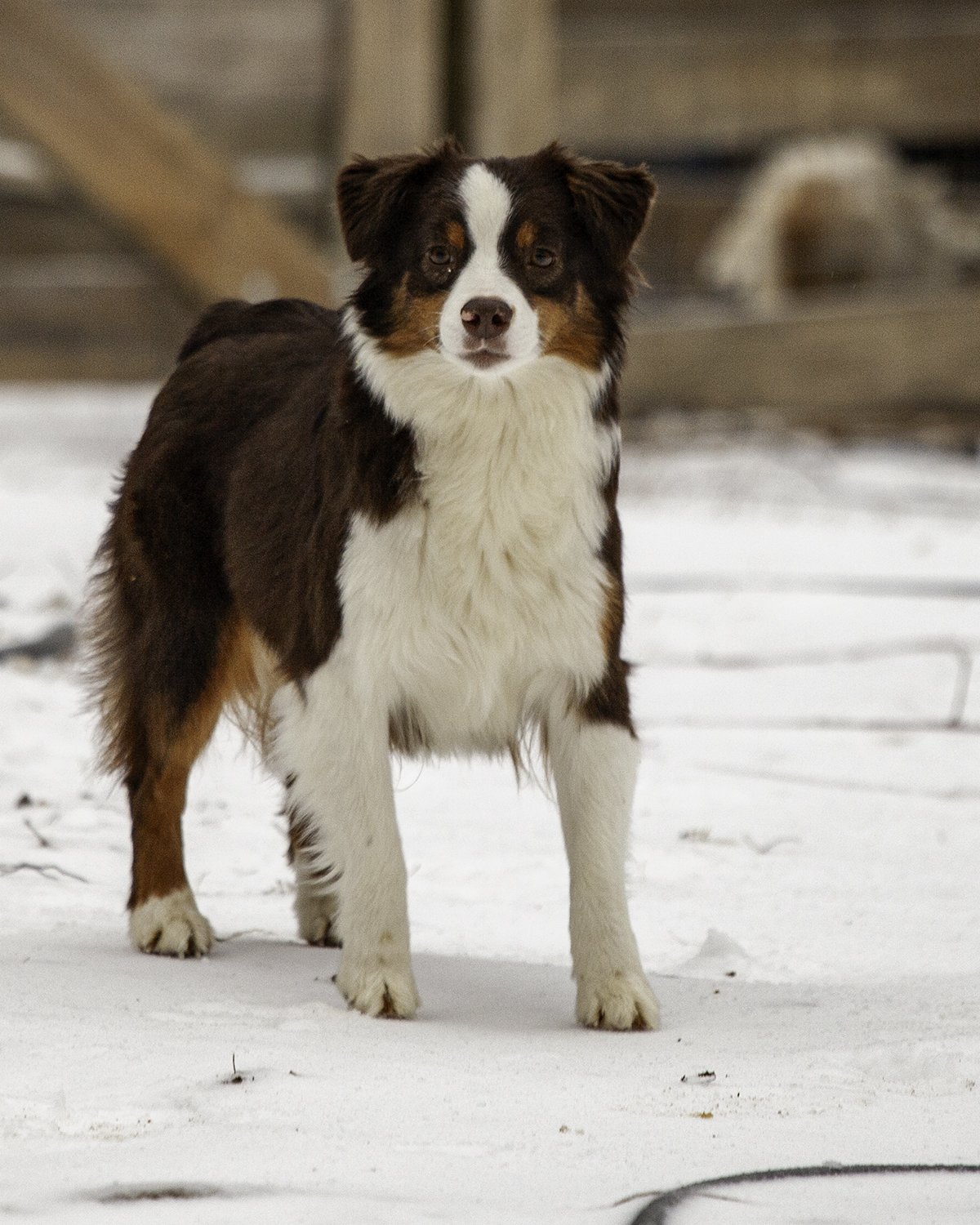 SNOWDOGS (43 of 163)-Edit.jpg