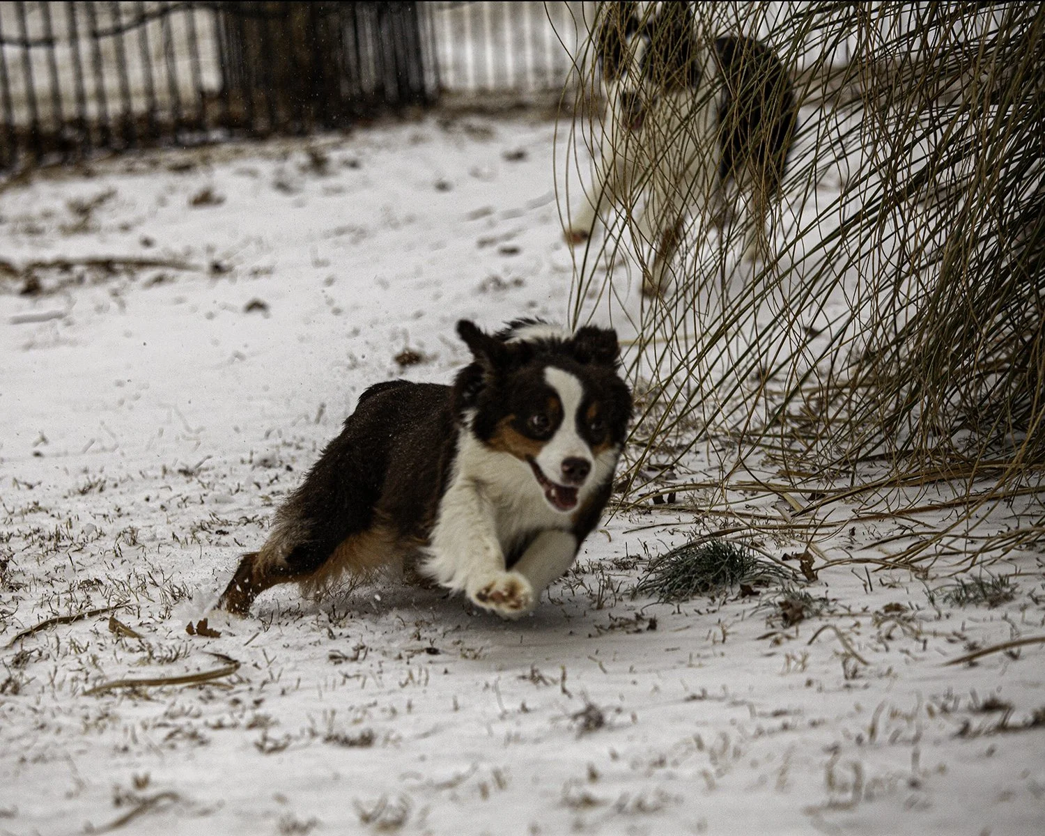 SNOWDOGS (115 of 163)-Edit.jpg
