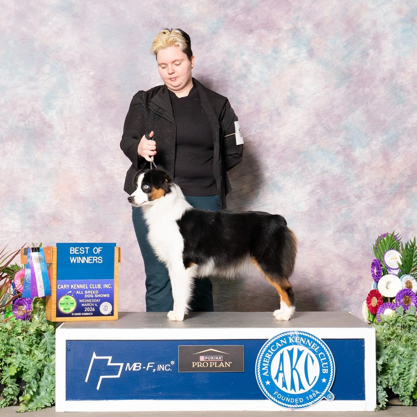 Thank you, Phyllis Ensley, for the beautiful ring photos of Morganna from the Raleigh Show.
Tarafox Bold N Bewitching handled by Savanna Roe
Cary Kennel Club 
Raleigh, NC
Mar 04, 2026
Best of Winners 
Sire is GCH CH Karporkorn Red Hot Summer FDC BCAT