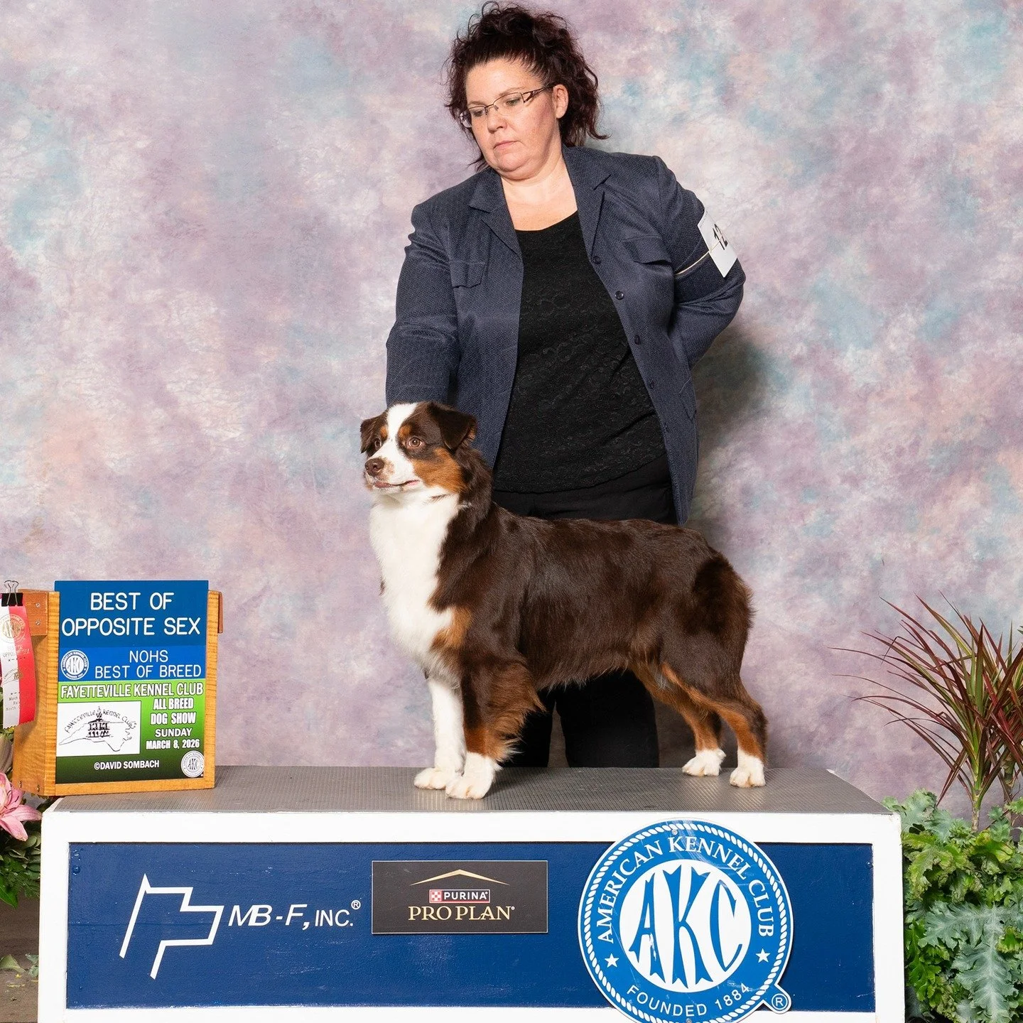 More Phyllis Photos. Derby is well on her way to her AKC Grand Champion. 
CH Fine Hills Burning Embers 
Cary Kennel Club 
Raleigh, NC
Mar 08, 2026
Best Opposite, Owner Handler Best Of Breed
Sire is GCH CH Karporkorn Red Hot Summer FDC BCAT 
Dam is CH