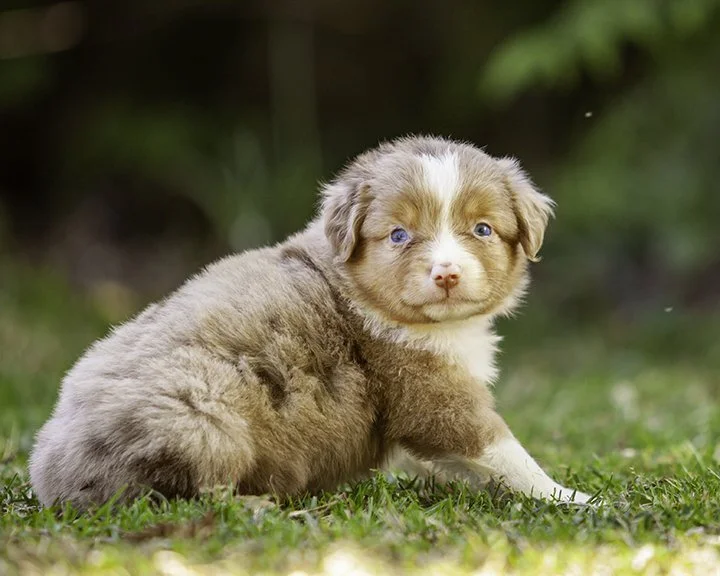 puppies 4_17-5426-Edit.jpg