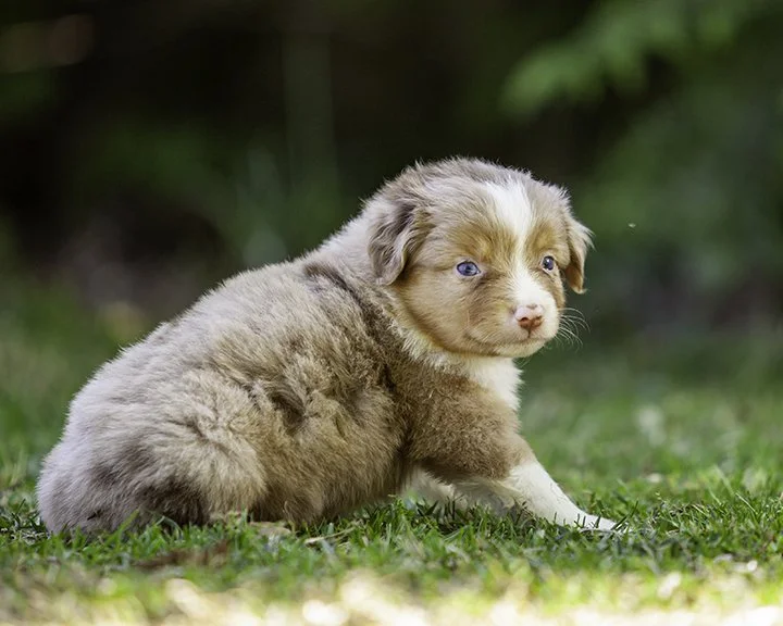 puppies 4_17-5425-Edit.jpg