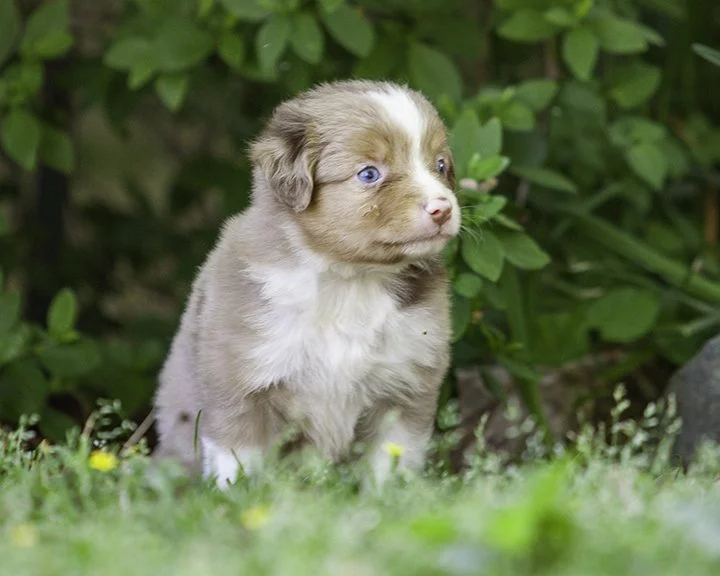 puppies 4_17-5467-Edit.jpg