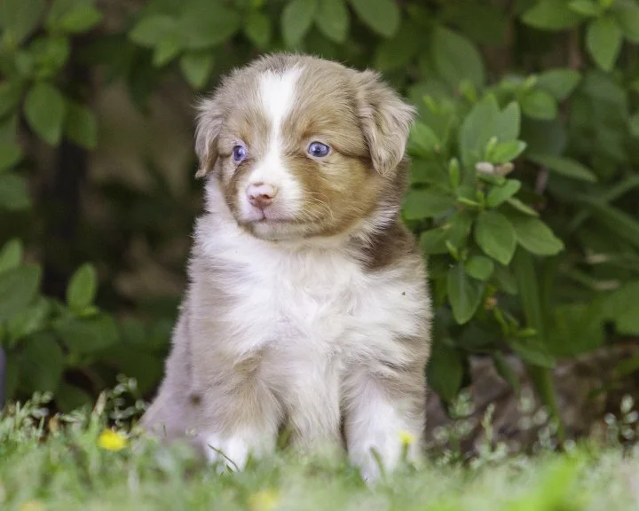 puppies 4_17-5478-Edit.jpg