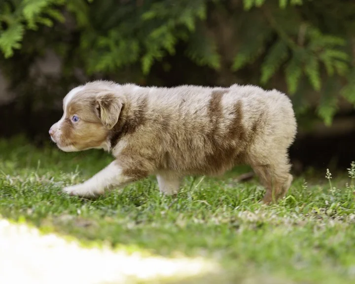 puppies 4_17-5488-Edit.jpg