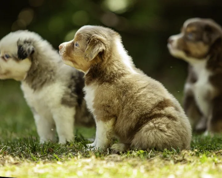 puppies 4_17-5497-Edit.jpg