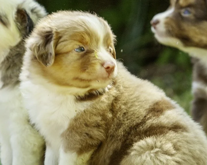 puppies 4_17-5498-Edit.jpg