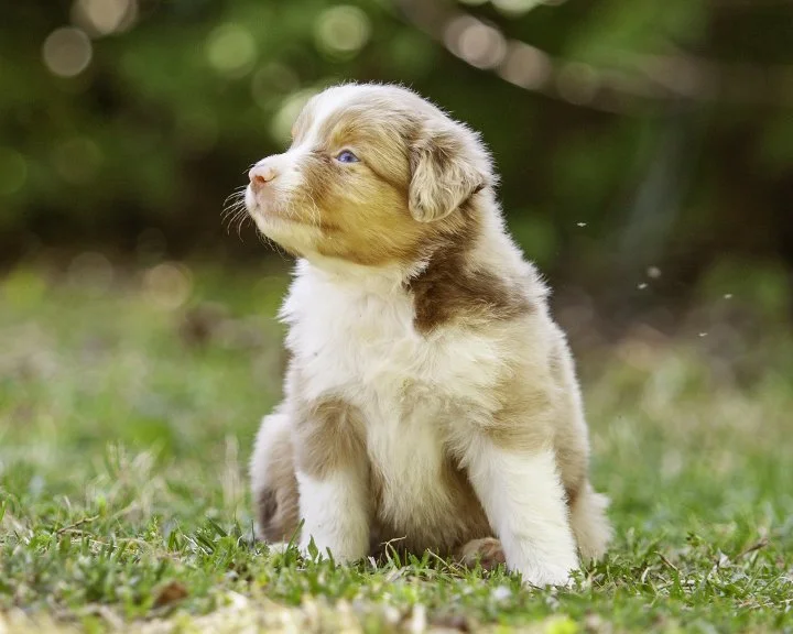 puppies 4_17-5507-Edit.jpg