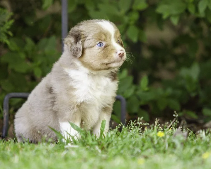 puppies 4_17-5537-Edit.jpg