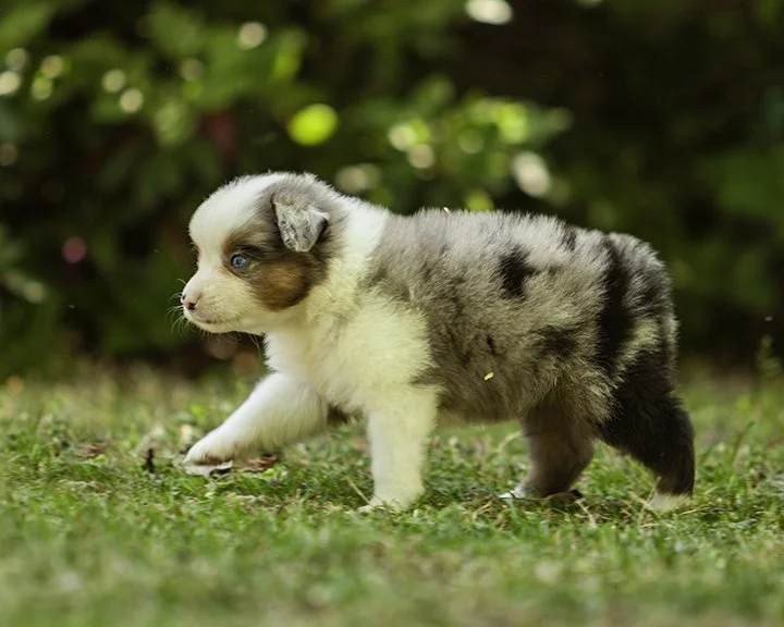 puppies 4_17-5278-Edit.jpg