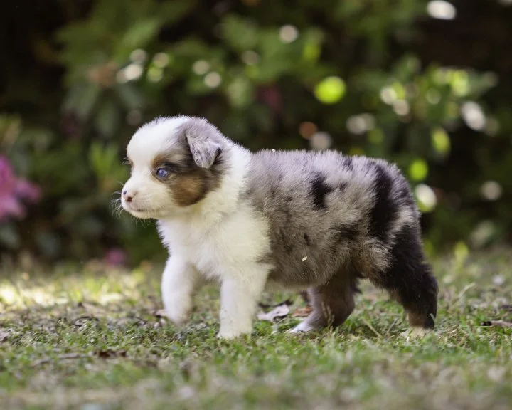 puppies 4_17-5280-Edit.jpg