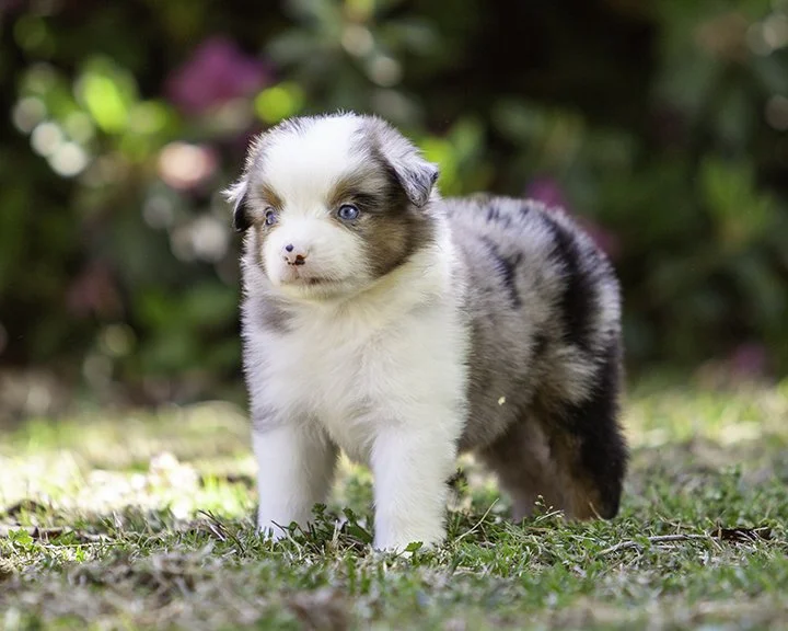 puppies 4_17-5288-Edit.jpg