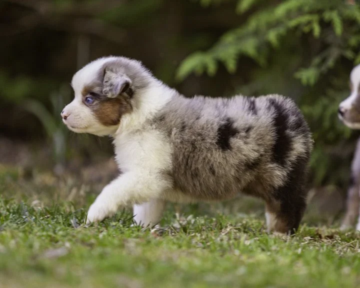 puppies 4_17-5358-Edit.jpg