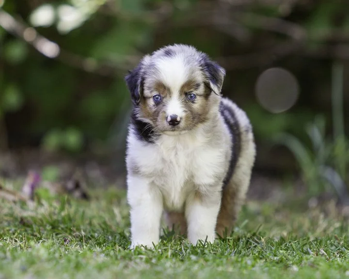 puppies 4_17-5270-Edit.jpg