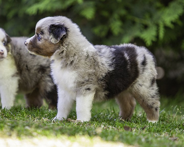 puppies 4_17-5292-Edit.jpg