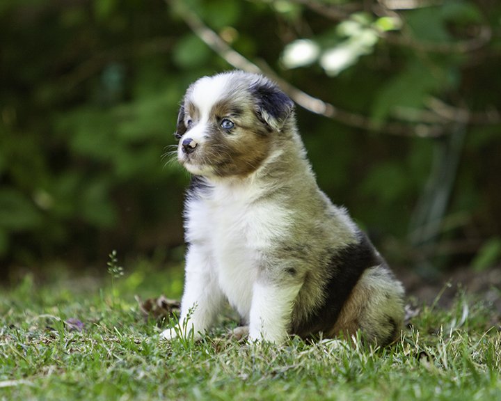 puppies 4_17-5299-Edit.jpg