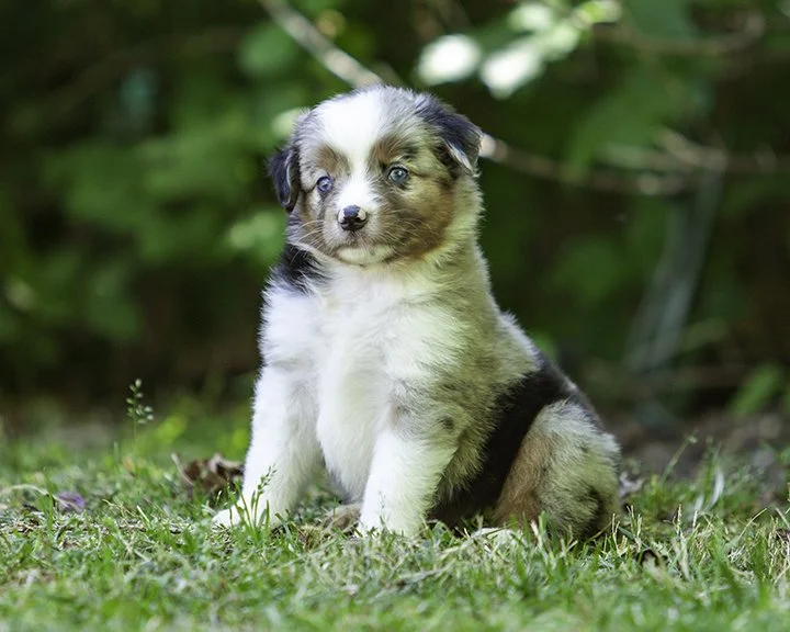 puppies 4_17-5300-Edit.jpg