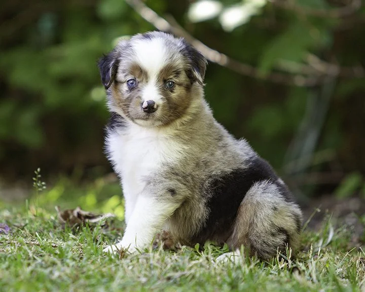 puppies 4_17-5303-Edit.jpg