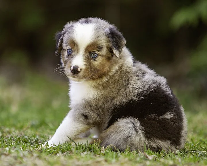 puppies 4_17-5325-Edit.jpg