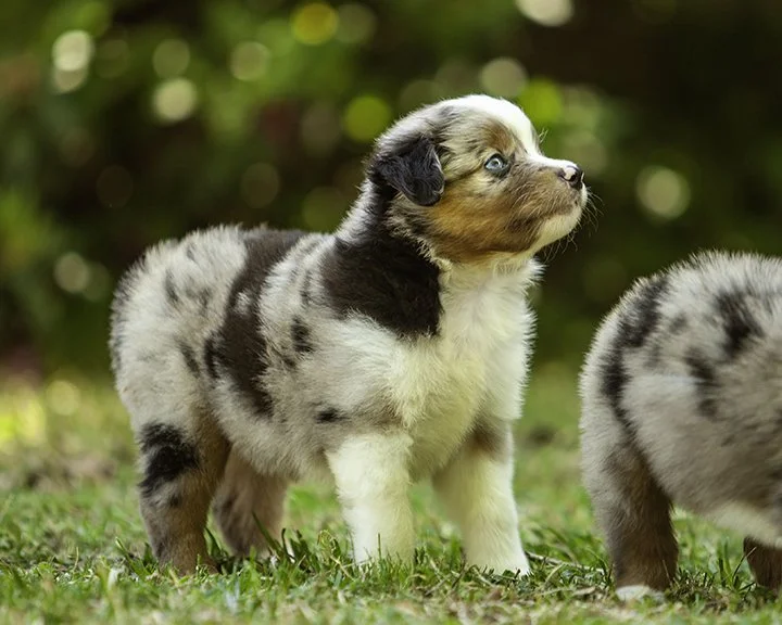 puppies 4_17-5330-Edit.jpg