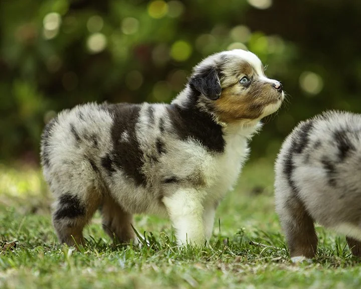 puppies 4_17-5331-Edit.jpg