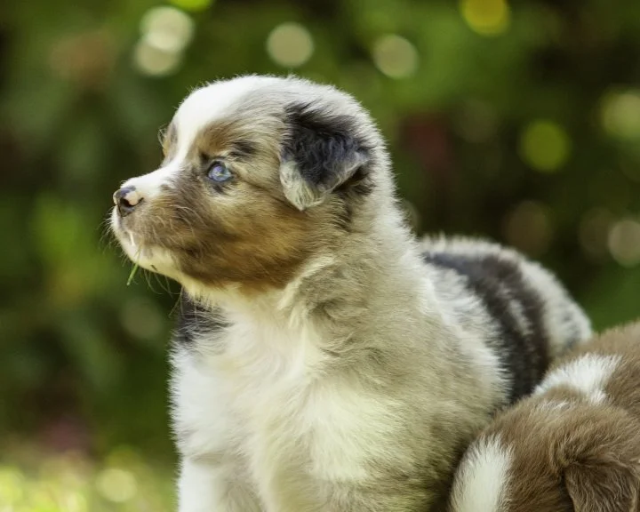 puppies 4_17-5345-Edit.jpg