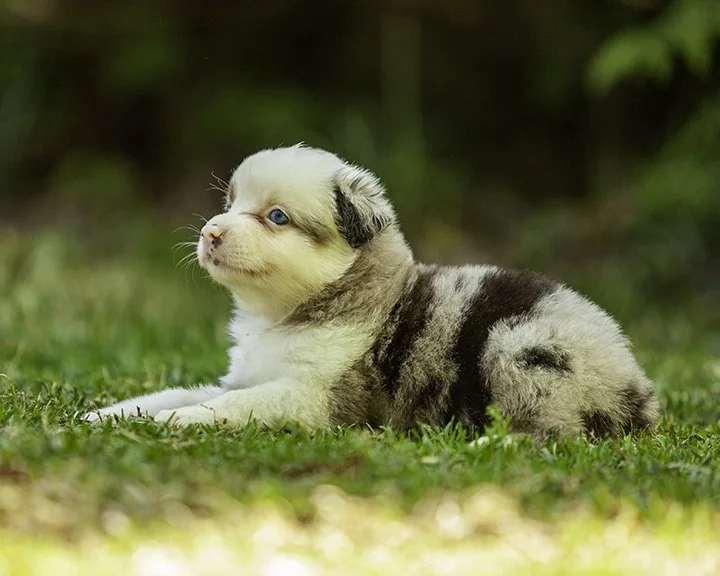 puppies 4_17-5408-Edit.jpg