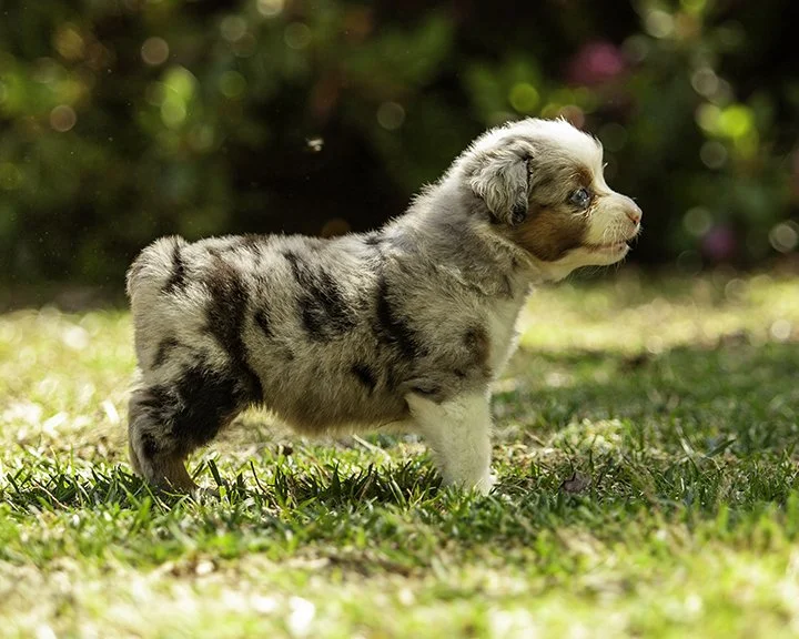 puppies 4_17-5455-Edit.jpg