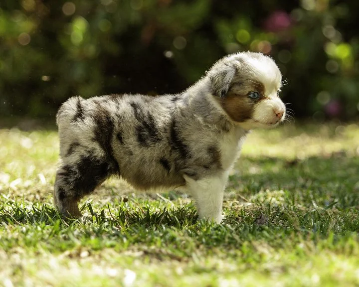 puppies 4_17-5456-Edit.jpg