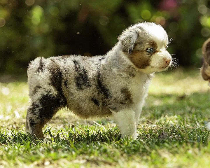 puppies 4_17-5460-Edit.jpg