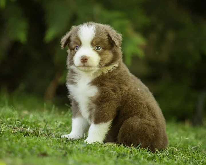 puppies 4_17-5263-Edit.jpg