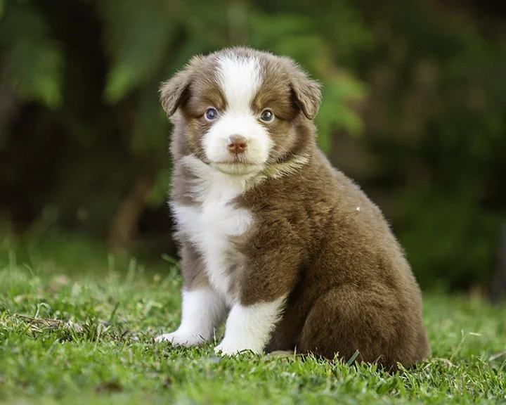 puppies 4_17-5268-Edit.jpg