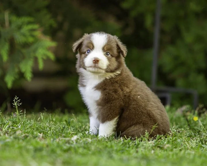 puppies 4_17-5275-Edit.jpg