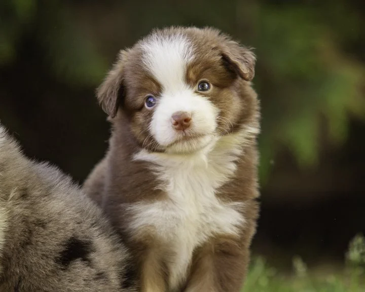 puppies 4_17-5307-Edit.jpg