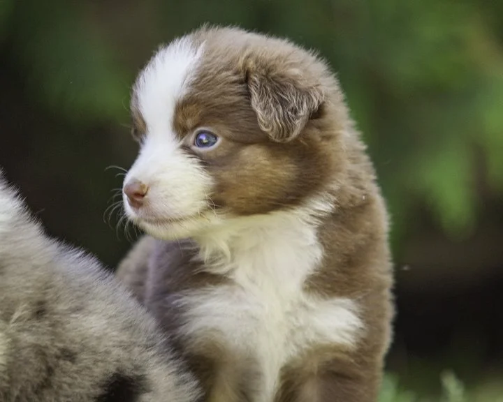 puppies 4_17-5310-Edit.jpg