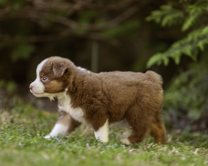 puppies 4_17-5341-Edit.jpg