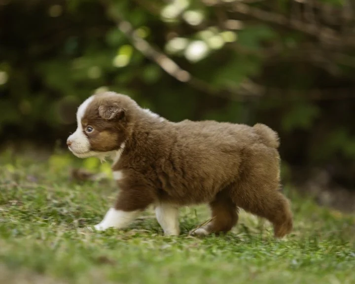 puppies 4_17-5343-Edit.jpg