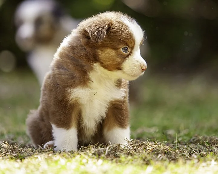 puppies 4_17-5367-Edit.jpg