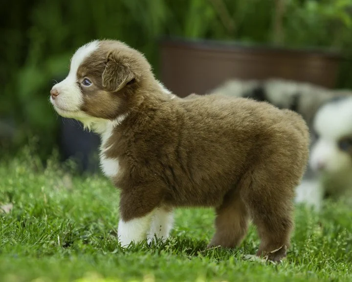 puppies 4_17-5568-Edit.jpg