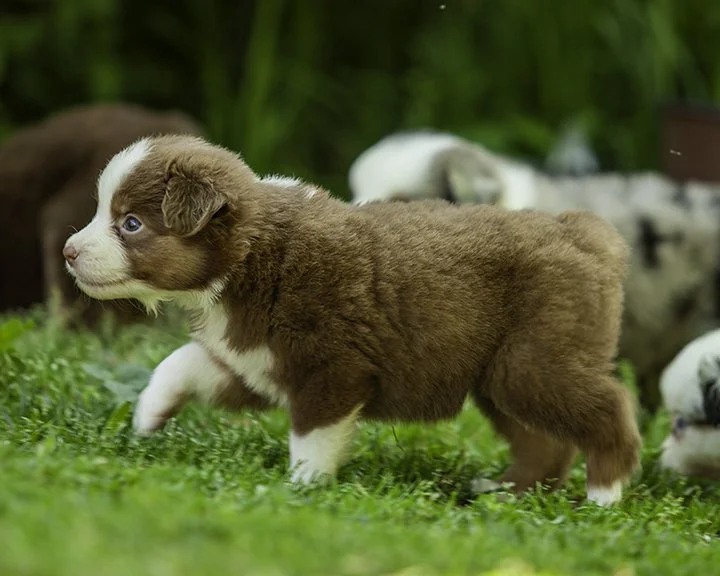 puppies 4_17-5571-Edit.jpg