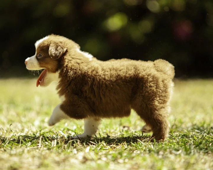 puppies 4_17-5559-Edit.jpg