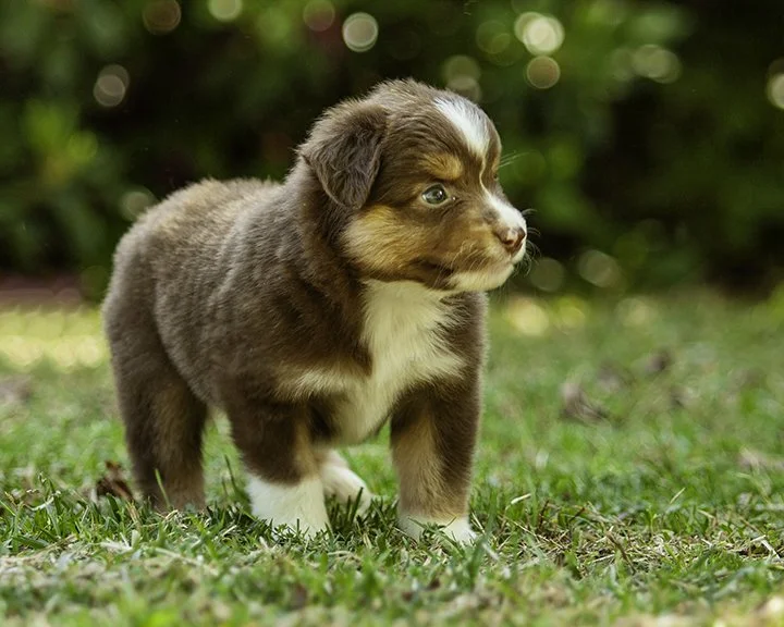 puppies 4_17-5462-Edit.jpg