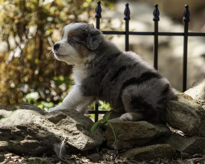 puppies 4_17-5841-Edit.jpg
