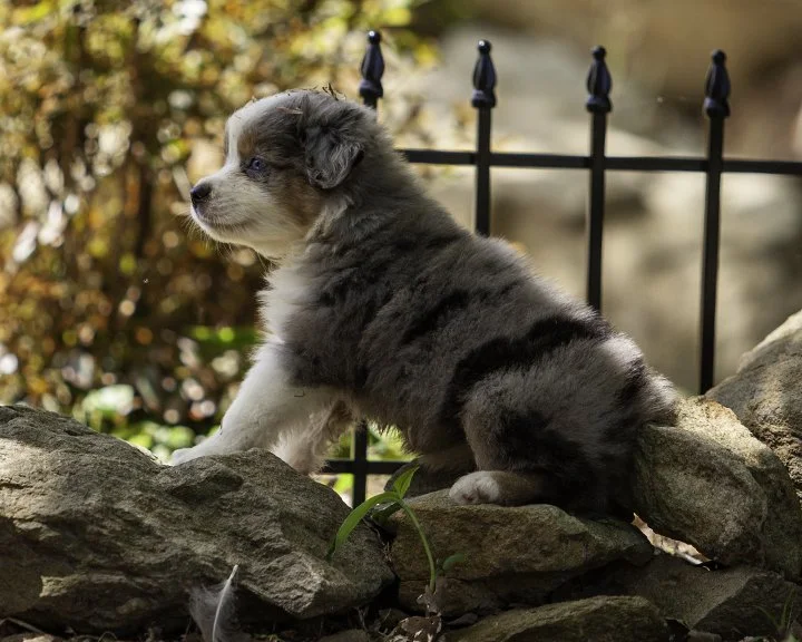 puppies 4_17-5844-Edit.jpg
