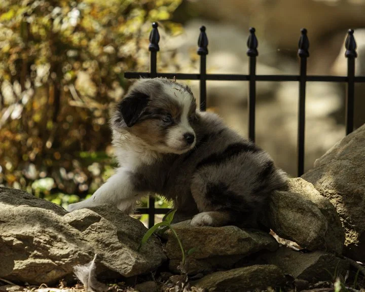 puppies 4_17-5858-Edit.jpg