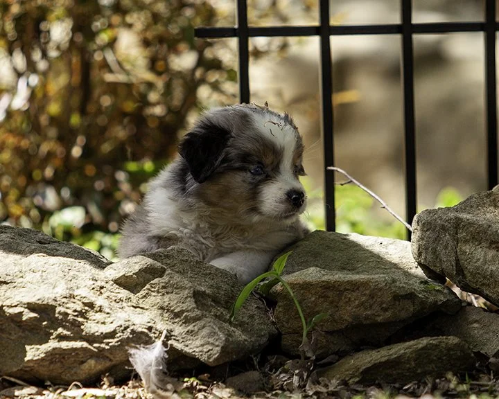 puppies 4_17-5869-Edit.jpg