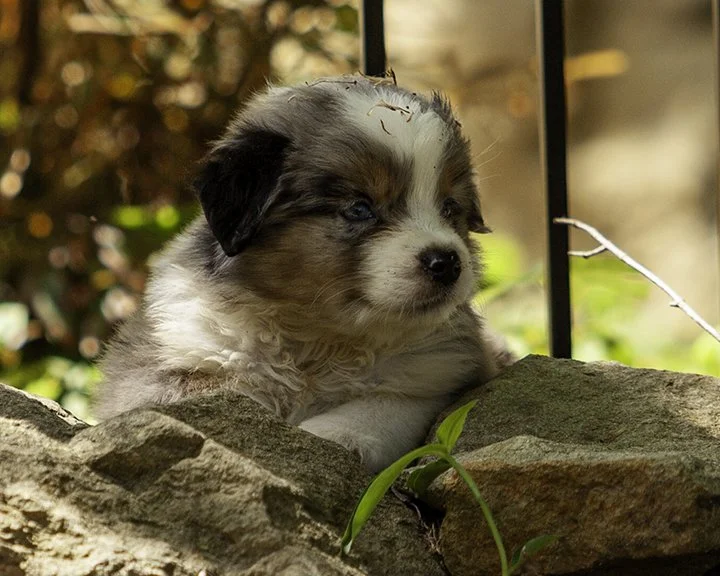 puppies 4_17-5873-Edit.jpg