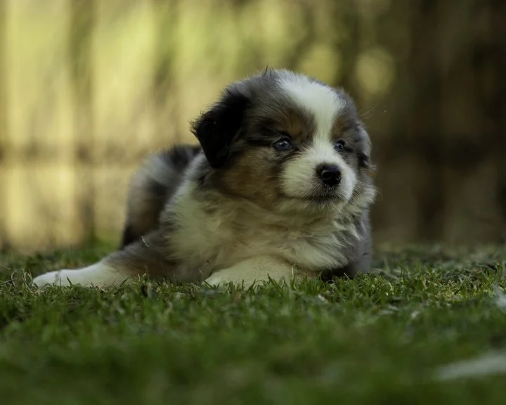 puppies 4_17-5976-Edit.jpg