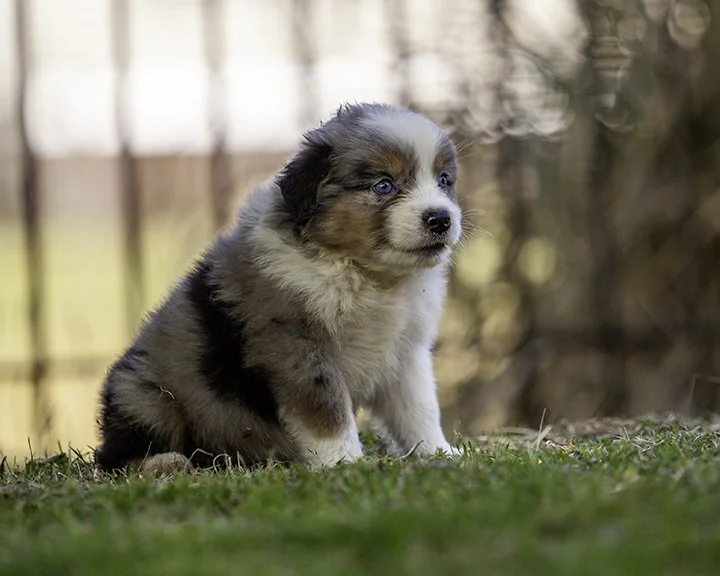 puppies 4_17-5988-Edit.jpg
