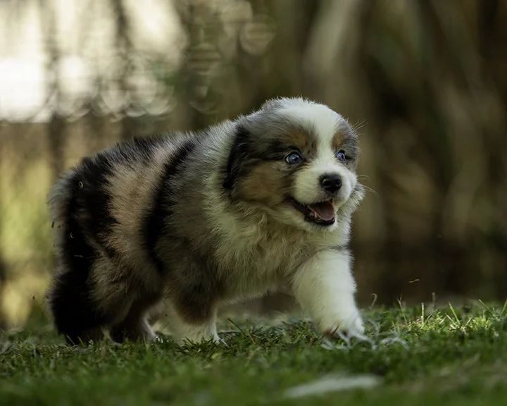 puppies 4_17-5990-Edit.jpg